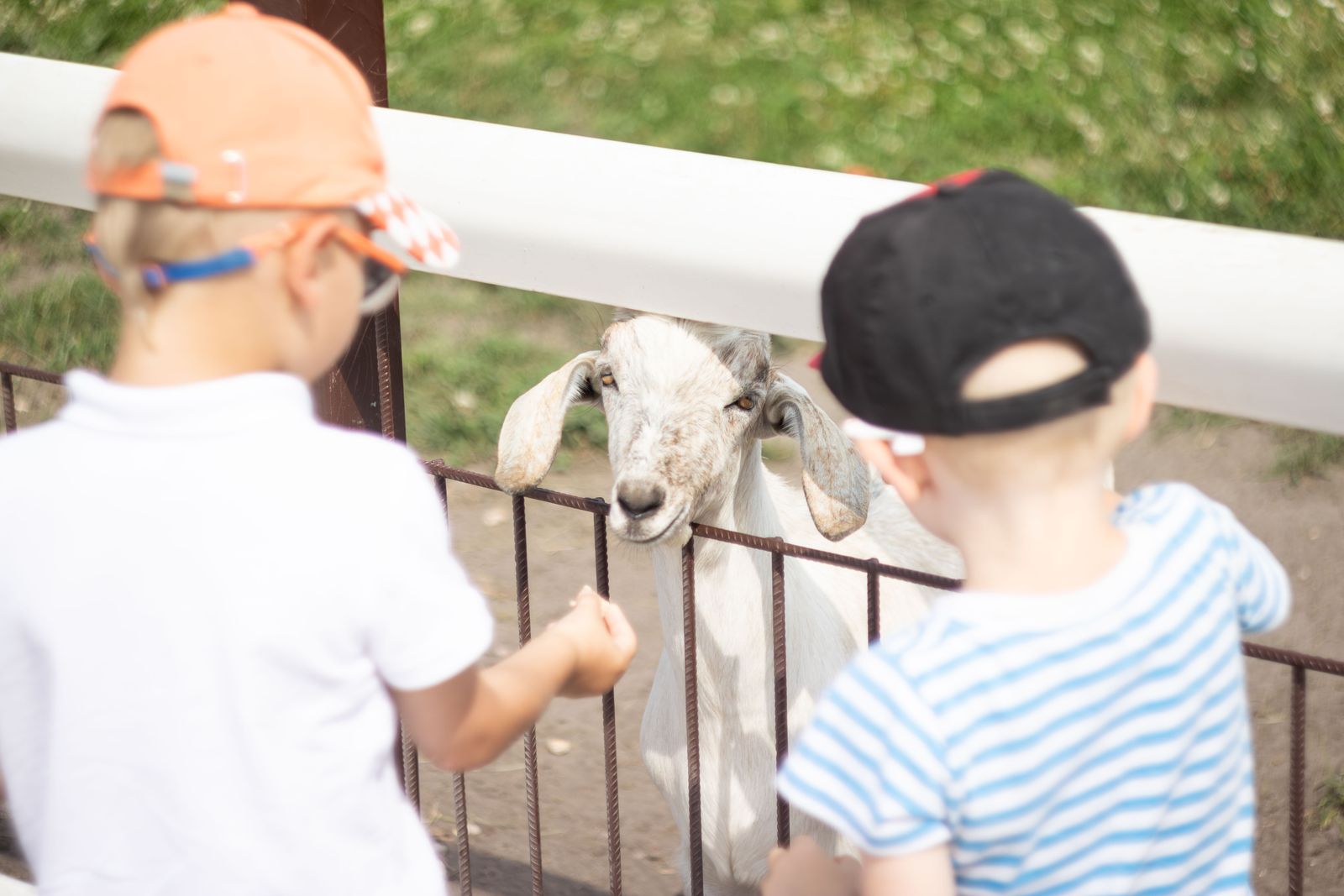 Two children watching and feeding a goat through a petting-zoo fence