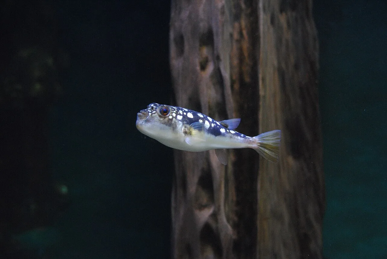 Amblyrhynchotes honckenii in Two Oceans Aquarium, Cape Town - 2018-07-19 - Andy Mabbett - 04