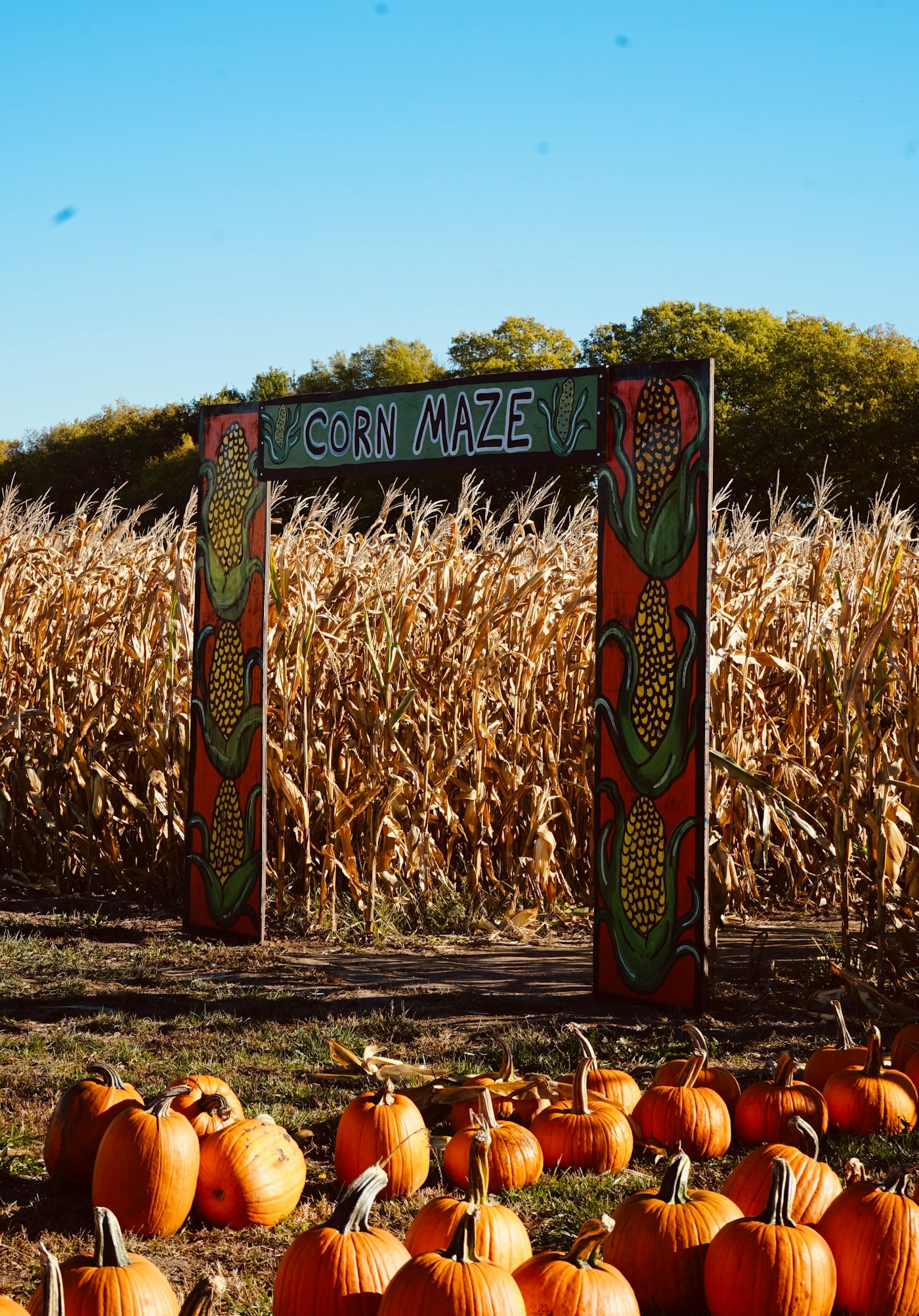 A corn-maze entrance surrounded by pumpkins under a blue sky
