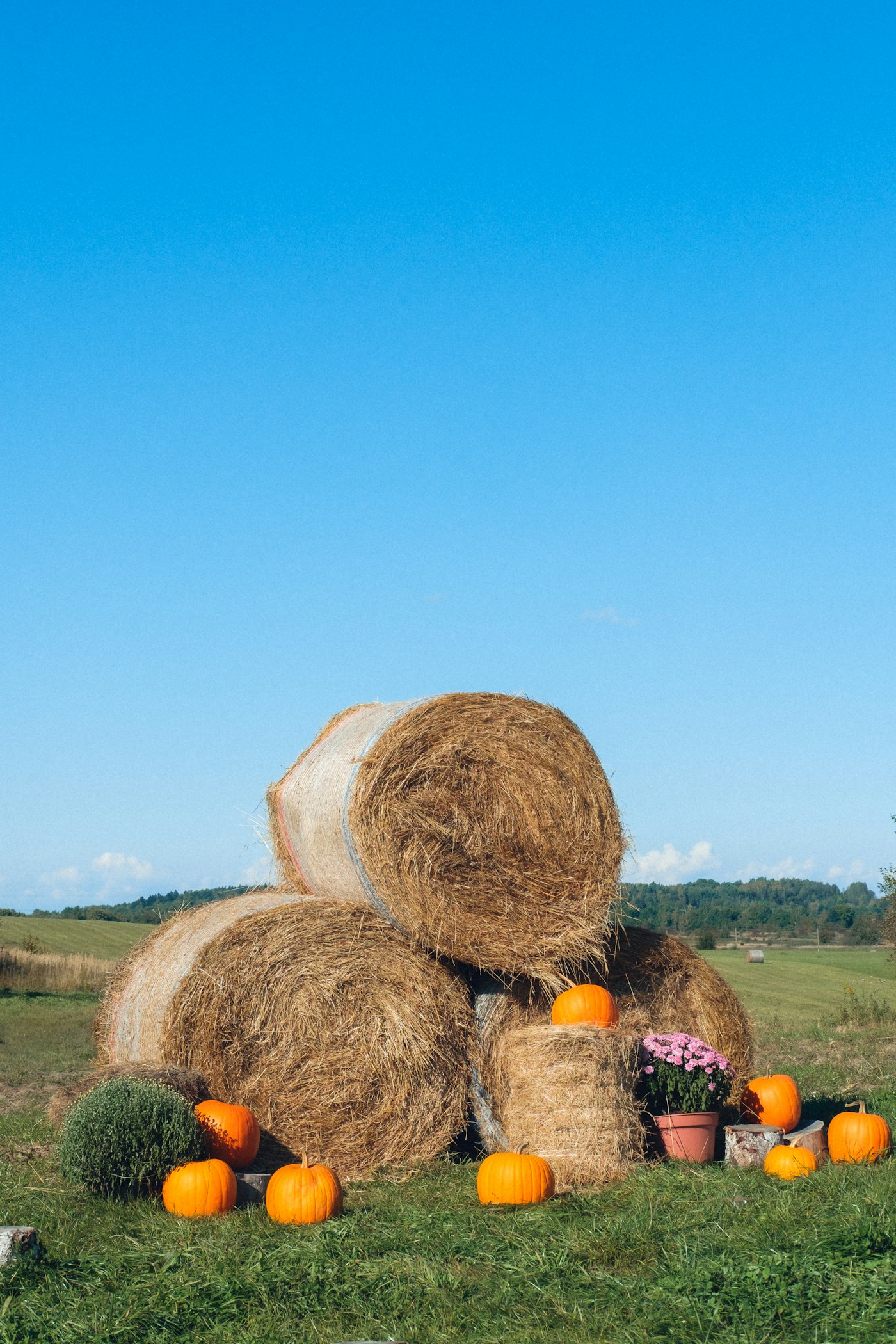 Hay bales, pumpkins, and flowers arranged in a sunny farm field