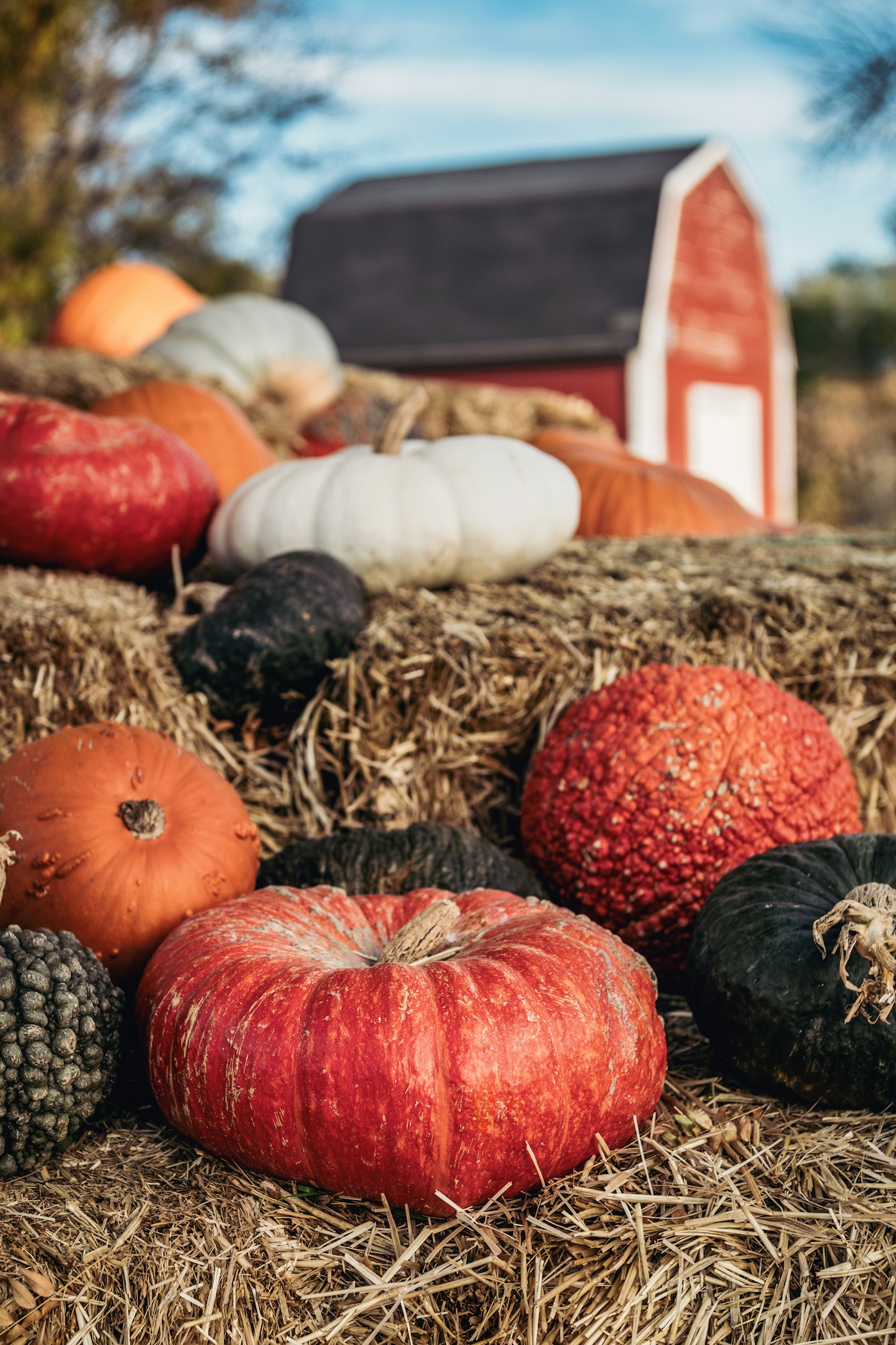 Colorful pumpkins arranged on hay bales in front of a red barn