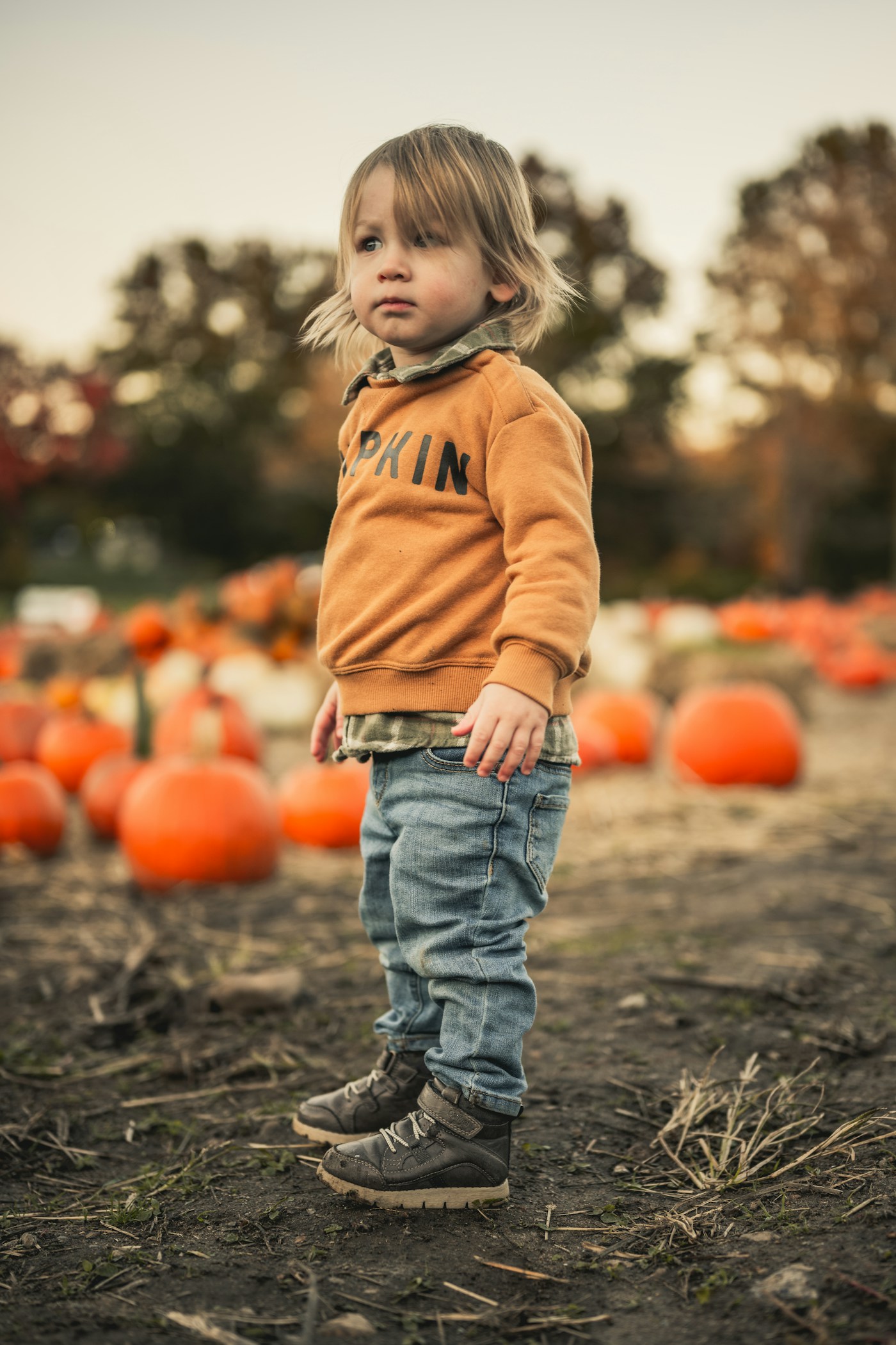 A young child standing in a pumpkin patch in warm evening light