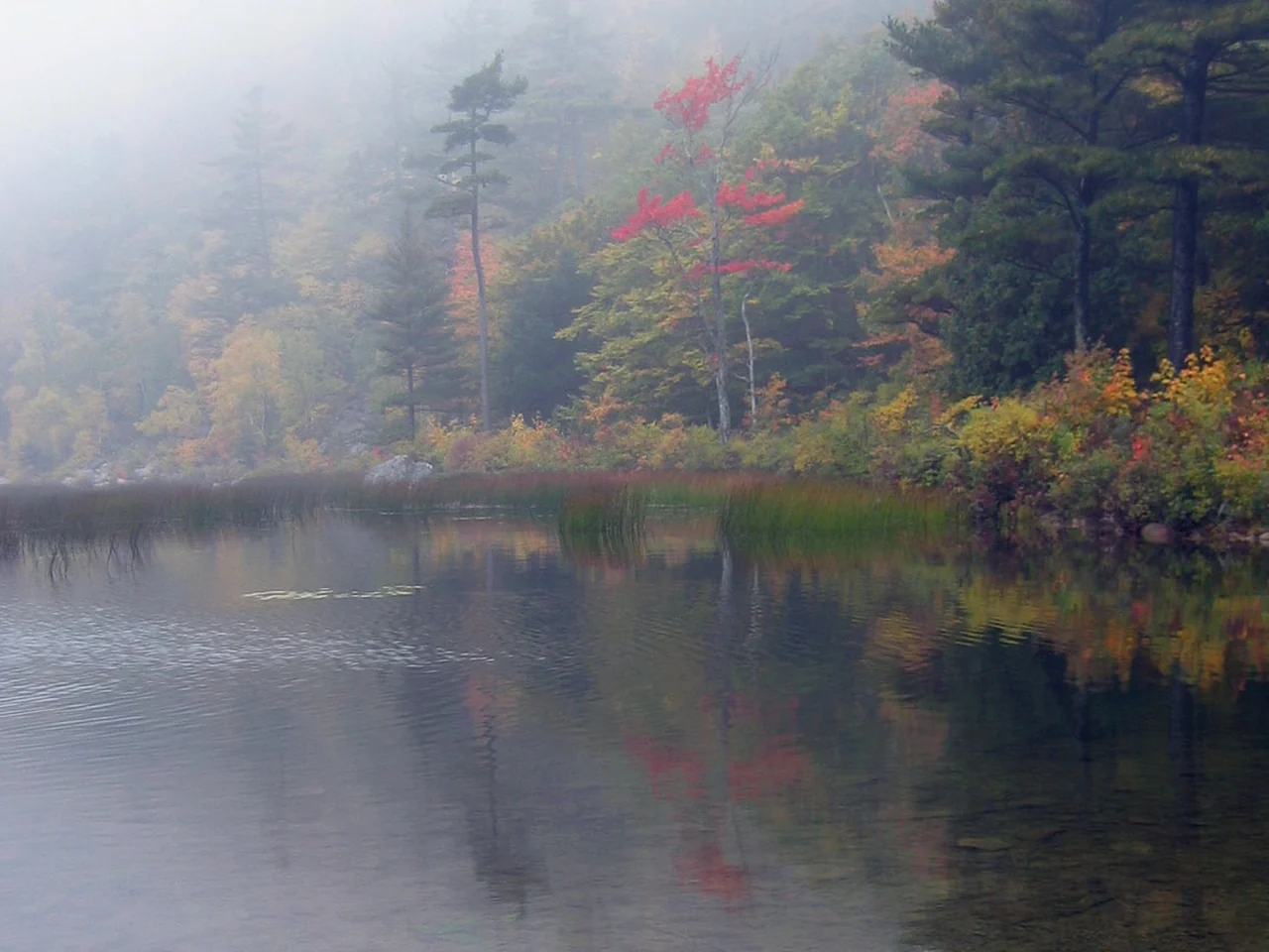 Autumn mist and colorful trees at the Tarn, Acadia