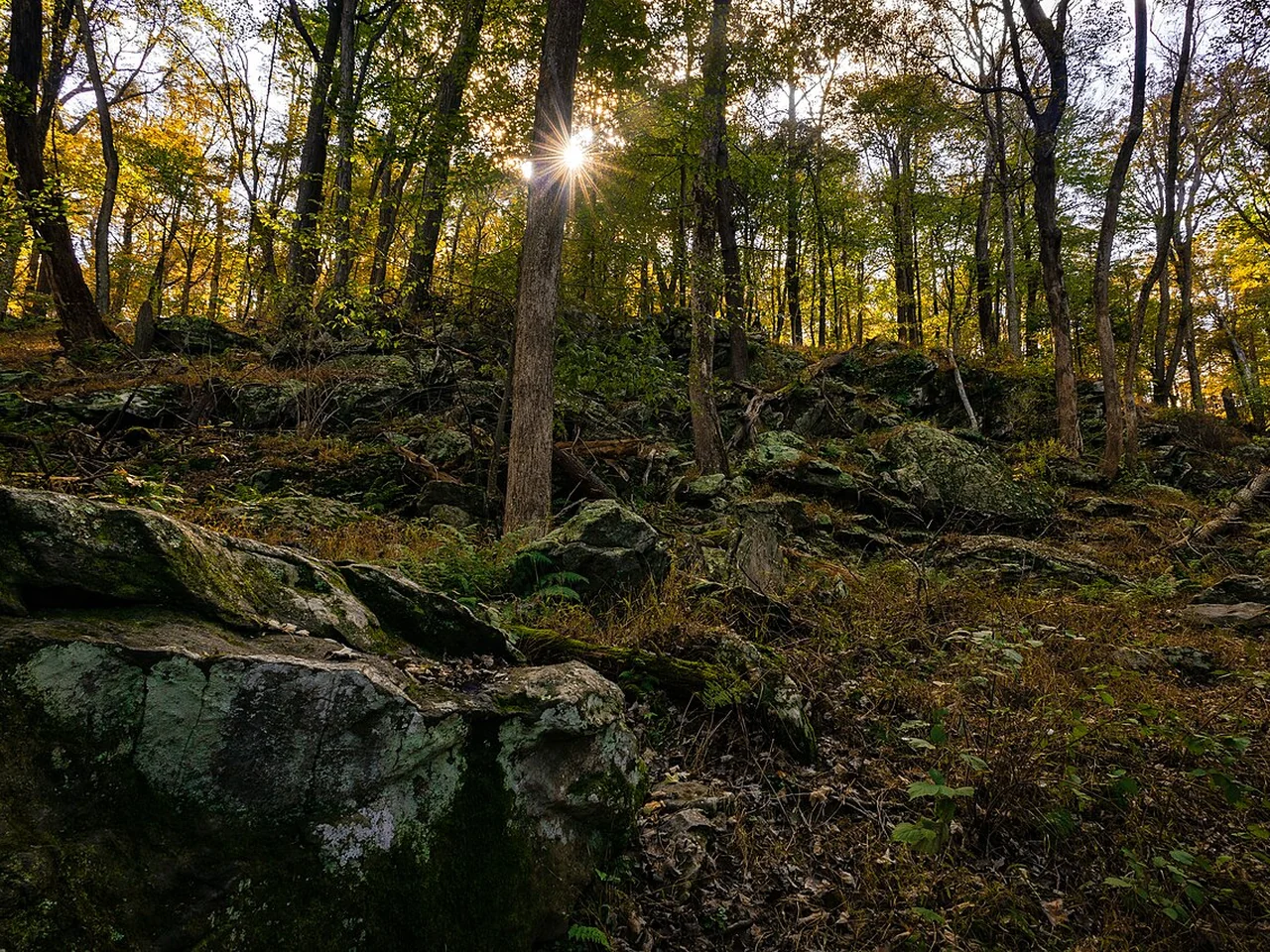 October woods in Cunningham Falls State Park