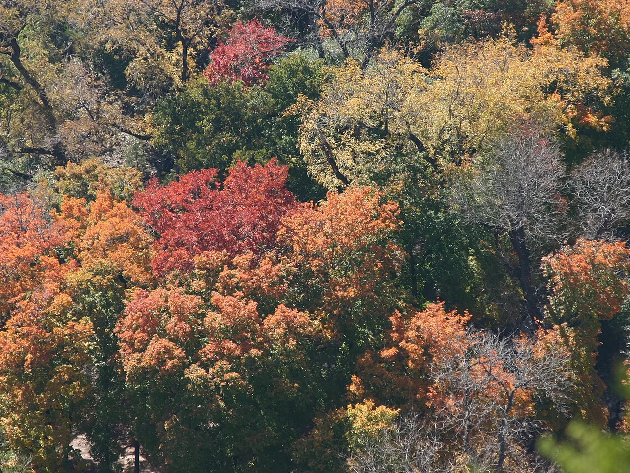 A canopy of fall color in Lost Maples State Natural Area
