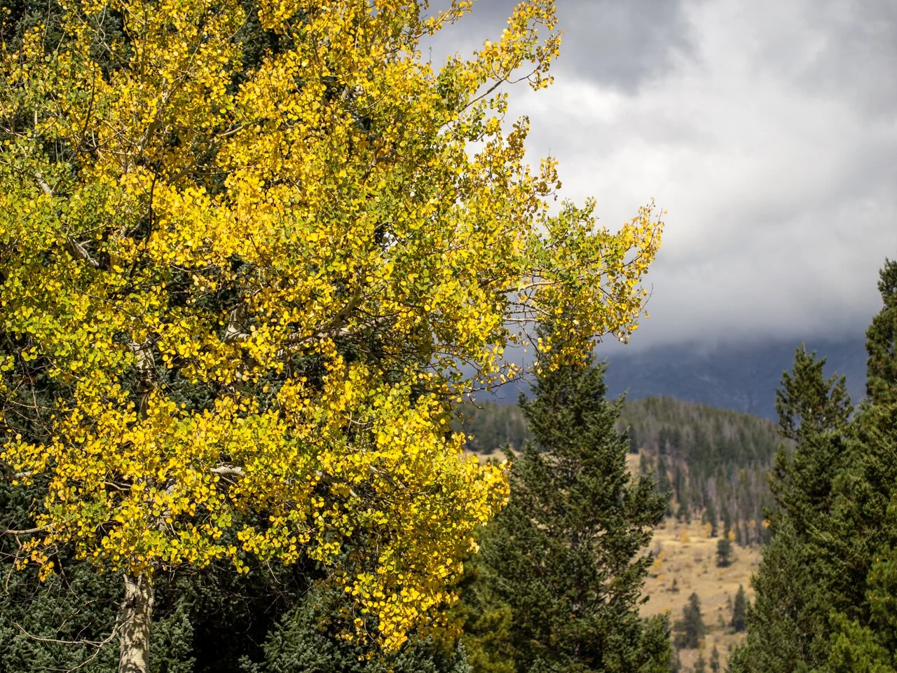 Golden aspens in Rocky Mountain National Park