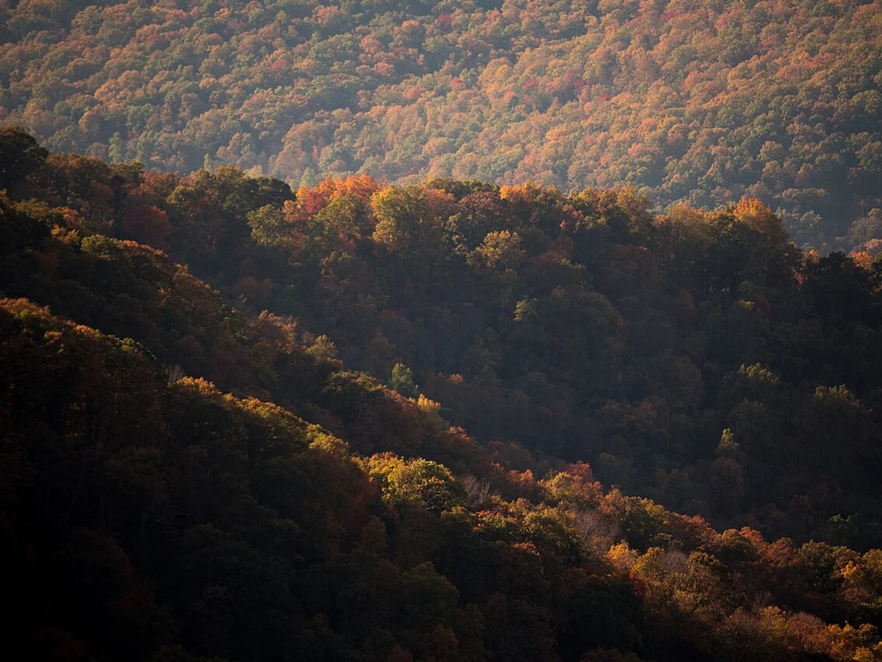 Sunlit autumn forest in Shenandoah National Park