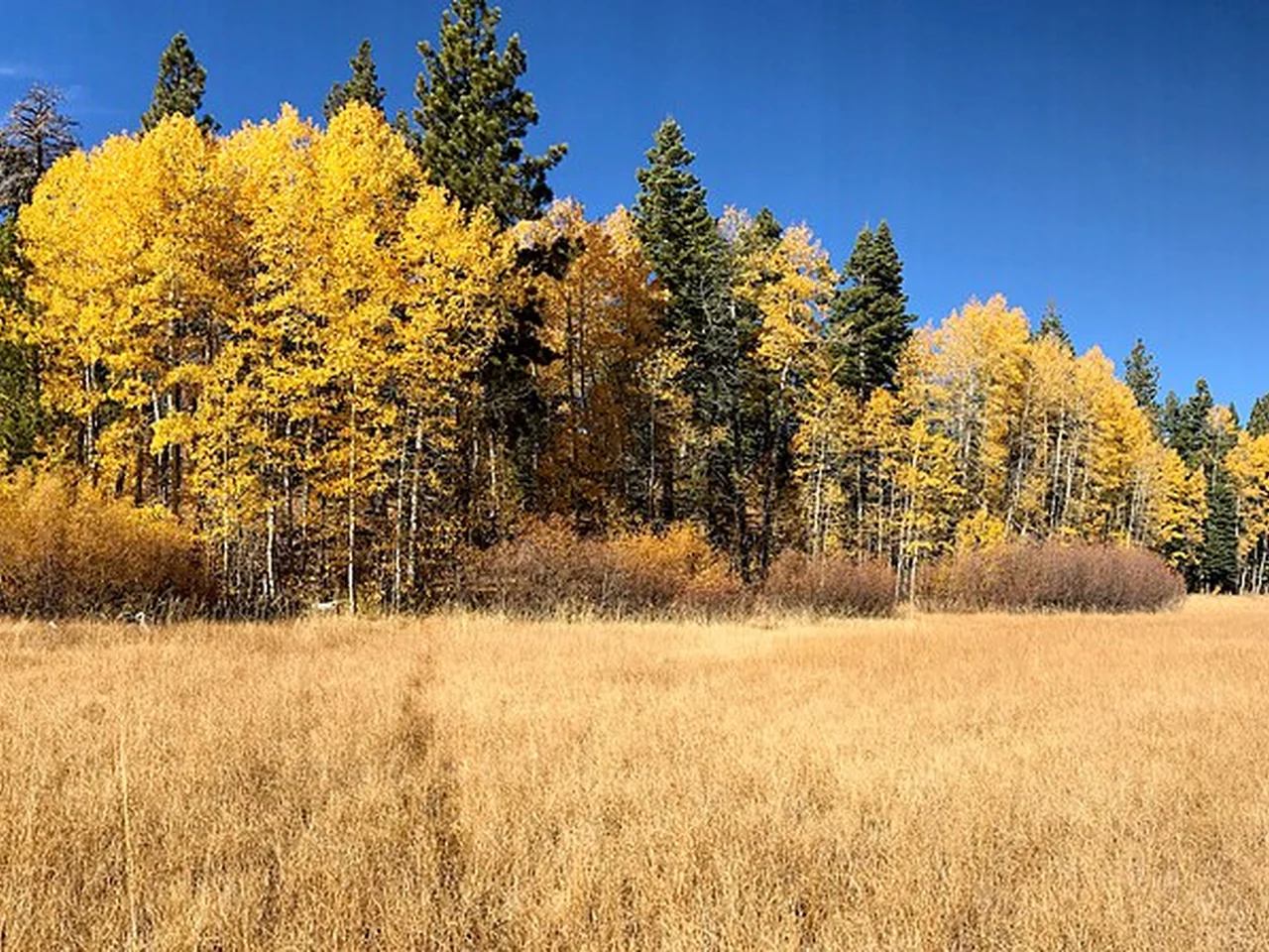 Autumn meadow in South Lake Tahoe