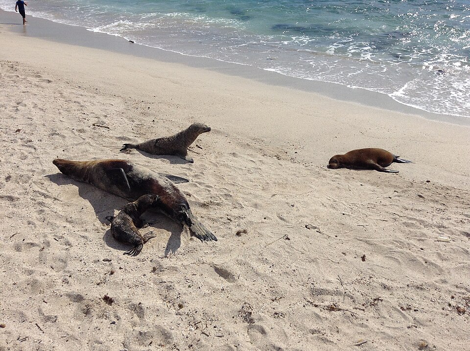 Galapagos sea lions resting on Playa de Oro beside the ocean, Ecuador