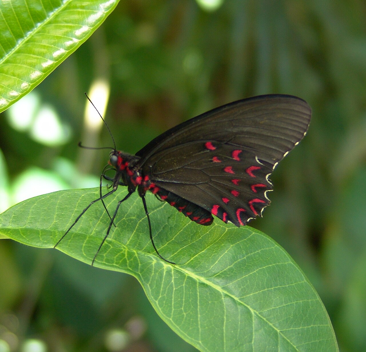 Black butterfly with red wing markings resting on a bright green leaf
