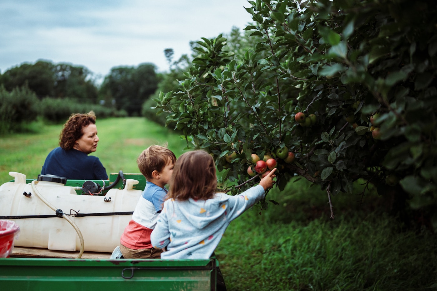 Children reaching for apples on a tree during a family orchard outing