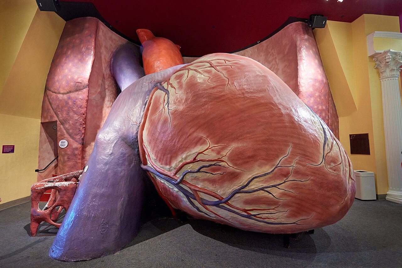The Franklin Institute’s Giant Heart exhibit, representing the museum rather than the Universal exhibition