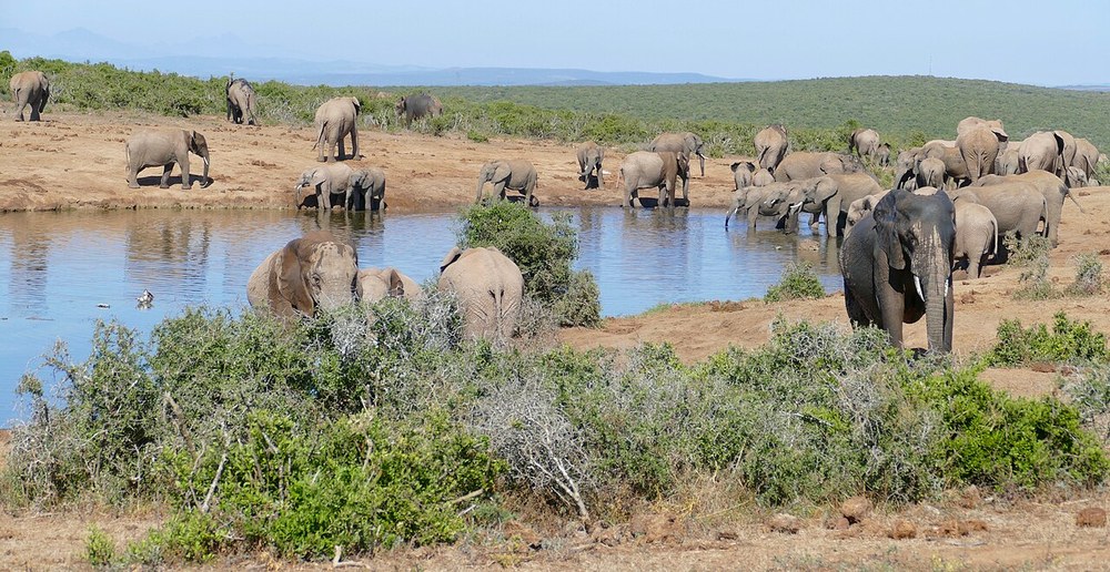 Elephants in Addo; representative park setting, not the rest camp
