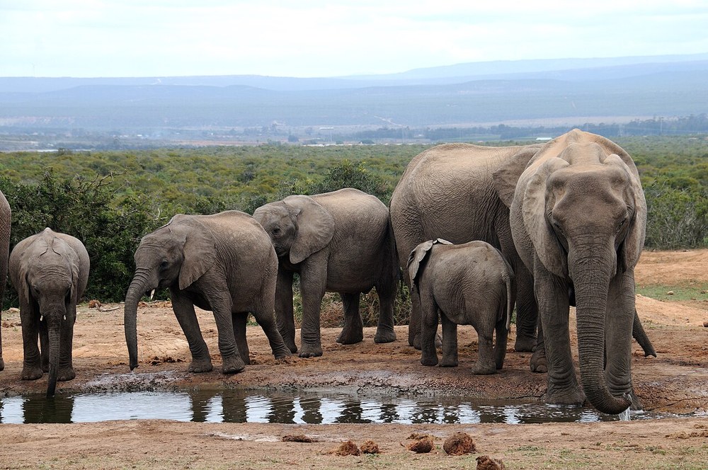 Elephants at an Addo waterhole
