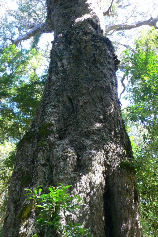 The trunk of the Tsitsikamma Big Tree