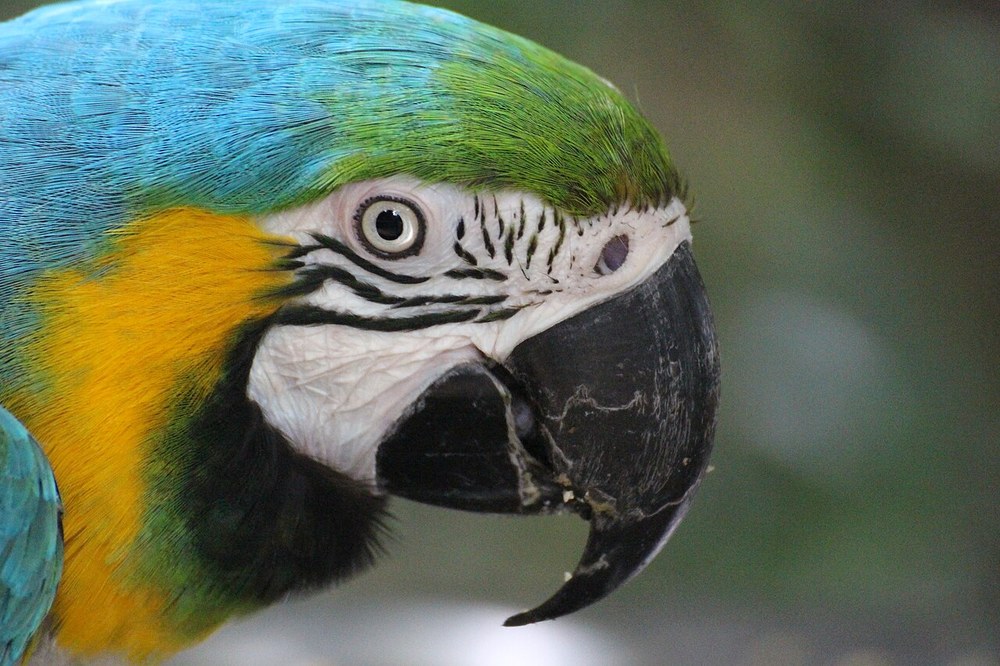 A macaw at Birds of Eden