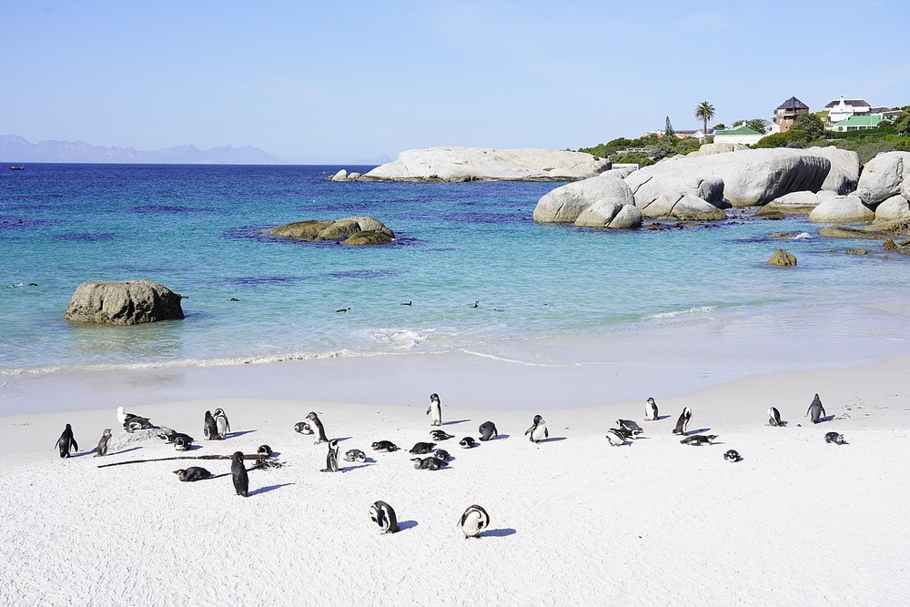 African penguins on the sand at Boulders Beach
