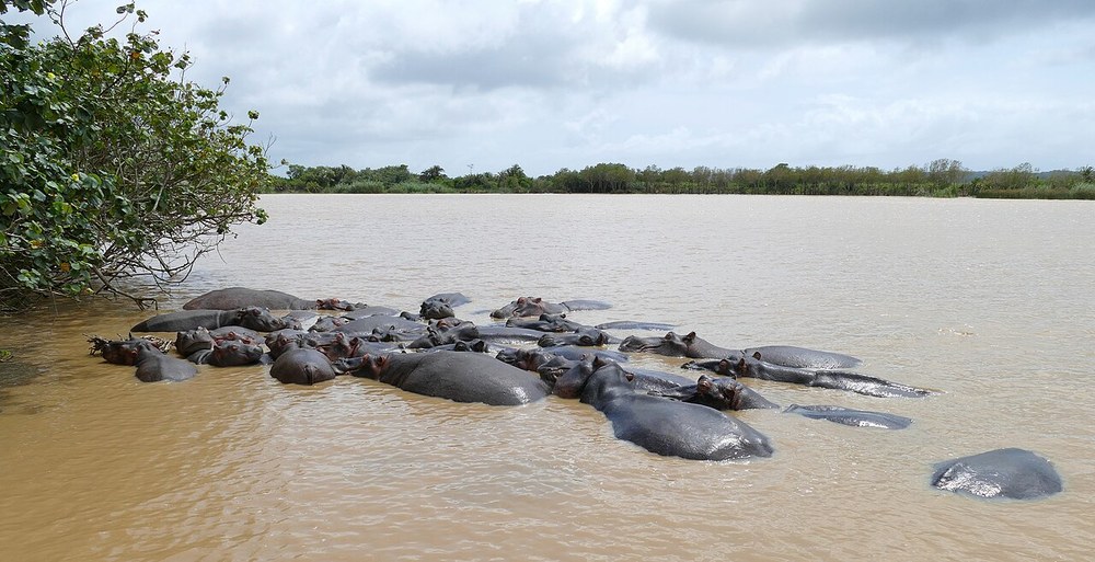 Hippos in the St Lucia estuary