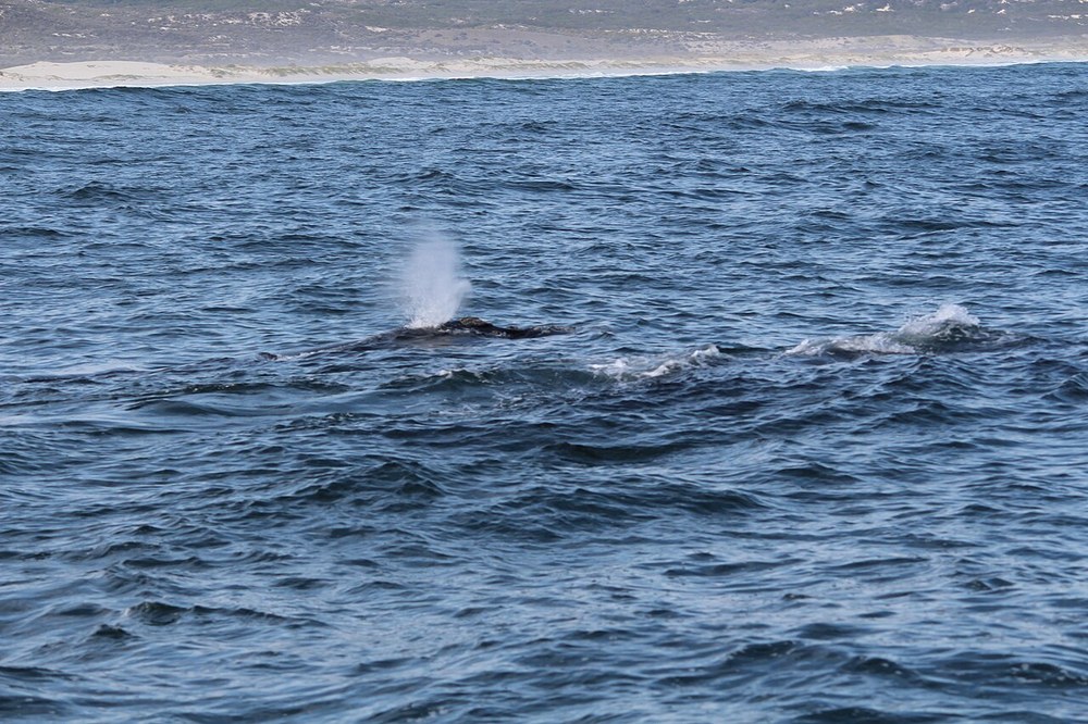 A whale visible from the Hermanus coast