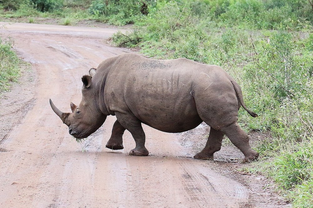 A rhinoceros in Hluhluwe–iMfolozi Park