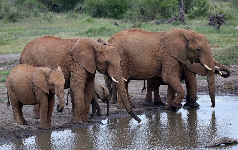 Elephants in Madikwe; representative reserve setting, not Lelapa lodge