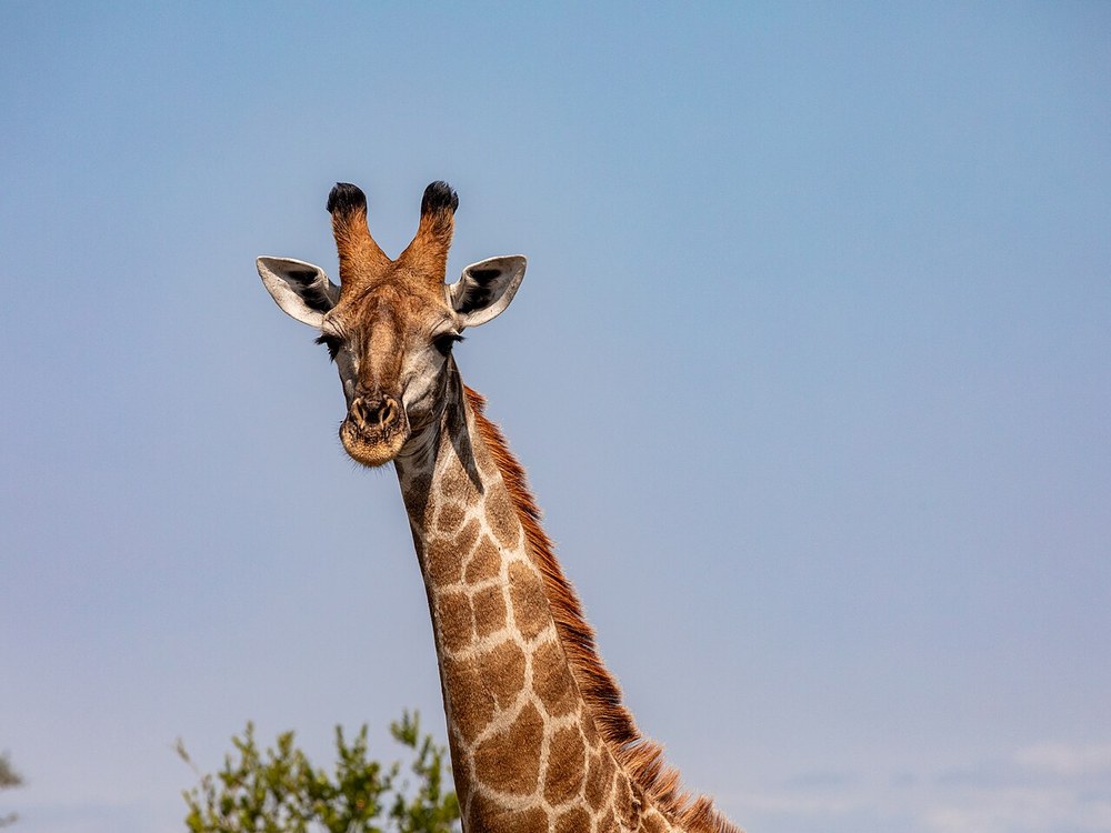Wildlife in Kruger; representative park setting, not Skukuza accommodation