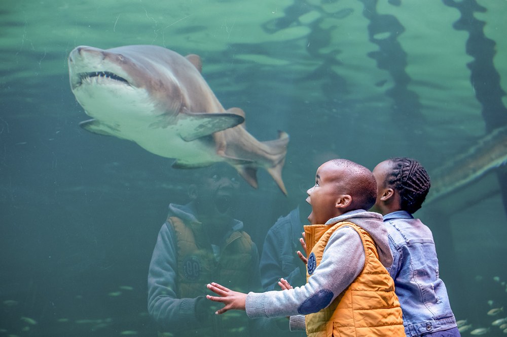 Children watching a shark at the Two Oceans Aquarium