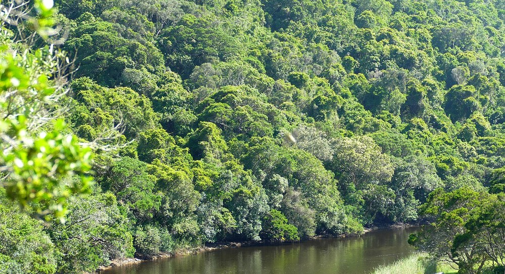 The Touw River in Wilderness; representative of the canoeing setting